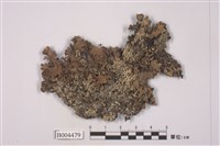 藏品(雪花衣屬)的圖片